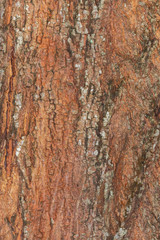  tree bark nature texture pattern wood background