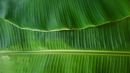 The green banana foliage