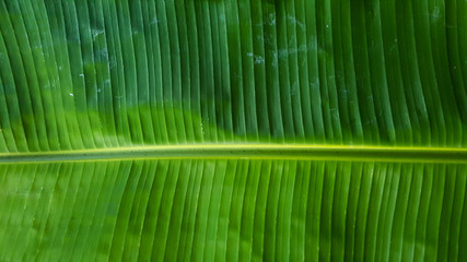 The green banana foliage