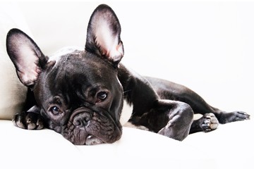 Frenchie cuddle