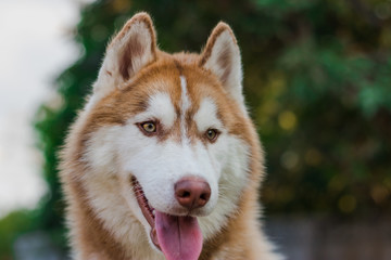 Portrait of brown siberian husky.