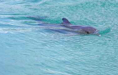 View of a grey bottlenose dolphin in the Moorea lagoon in French Polynesia