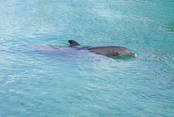 Fototapeta premium View of a grey bottlenose dolphin in the Moorea lagoon in French Polynesia