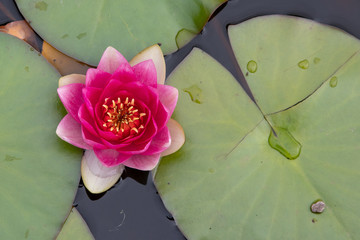 pink water lily