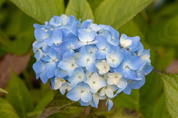 blue flower in the garden