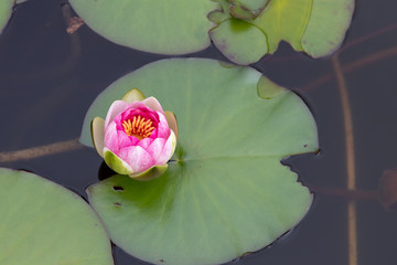 pink water lily