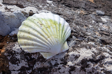 shell on the beach