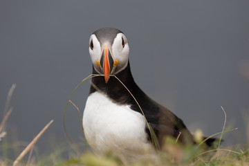 puffin on rock