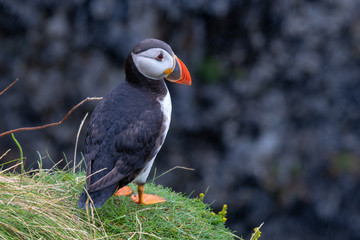 puffin on rock