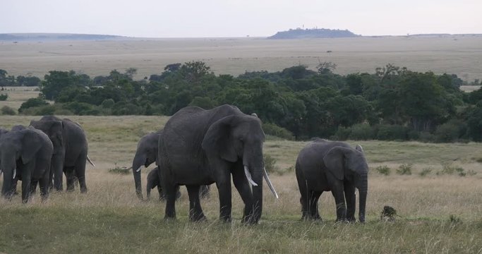 African Elephant, loxodonta africana, Group in the Savannah, Masai Mara Park in Kenya, Real Time 4K
