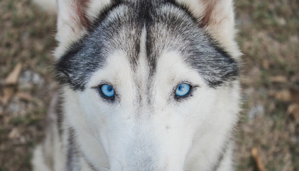 closeup of siberian husky.Its eyes are scary