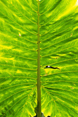 Bright Green Leaf