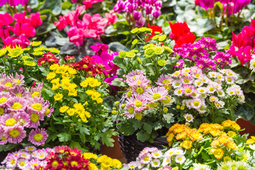 Colored chrysanthemums