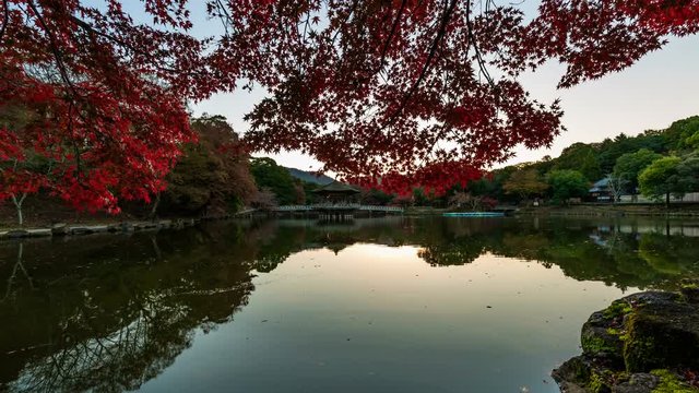 Sunrise thru Japanese Maples at Pond in Nara Park 