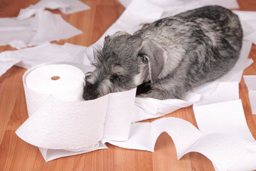 Naughty cute schnauzer puppy dog made a mess at home. The dog is home alone. 