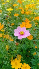 Obraz premium Cosmos flowers volume 5555