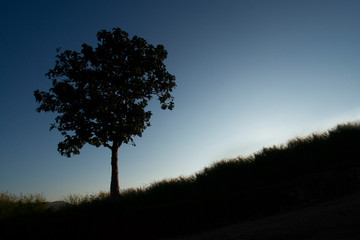 Obraz premium Silhouette of a big tree against sunset in Thailand