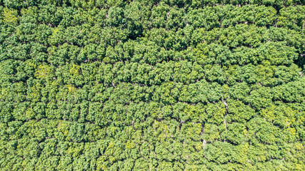 Obraz premium Rubber tree forest