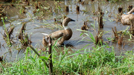 ducks grazed in the fields