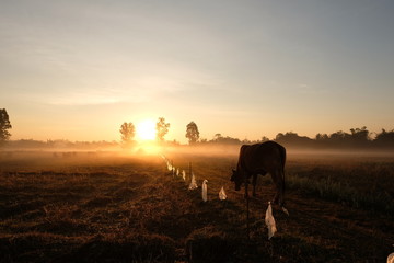 twilight sun rise. cow silhouette at countryside.