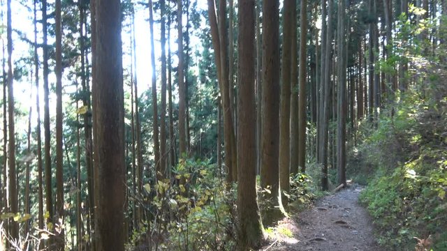 POV Hiking in the Timber Forest in Japan 