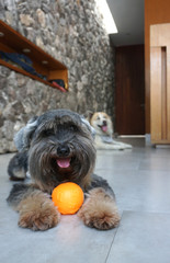 Black small mixed breed dog lying down and smiling on the floor indoor with her orange dog toys  in front of her