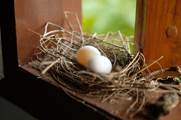 Bird eggs Dove on the window.