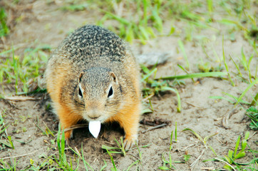 Gopher eats cookies
