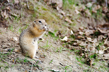 Gopher eats cookies
