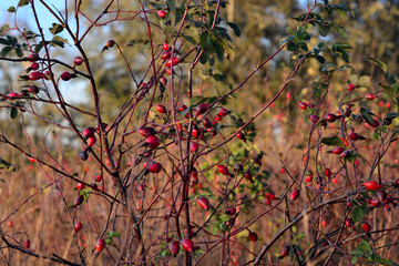 rosehips in the fall at sunset