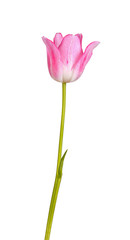 Pink and white tulip flower isolated