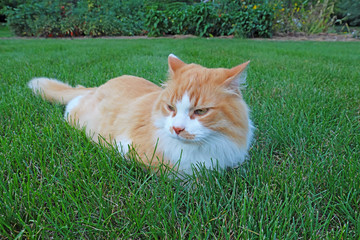 Naklejka na ściany i meble Orange and white domestic longhair cat in the grass