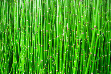 Beautiful bamboo texture background. Green asian plants.
