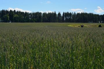 Rye field before dark forest