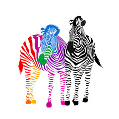 Zebra couple. Black and colorful strips. Illustration isolated on white background.