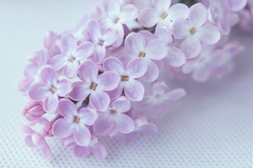 Fototapeta na wymiar lilac flowers on light background