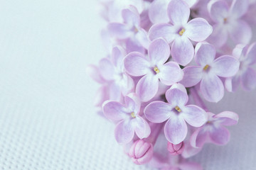 Fototapeta na wymiar lilac flowers on light background