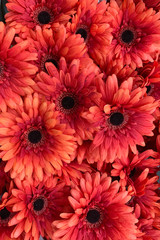 red Gerbera flowers background