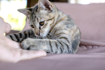  Naughty cat playing with hands, Holding hands