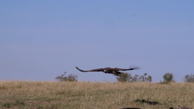 Lappet-faced vulture or Nubian vulture, torgos tracheliotus , adult in flight, Masai Mara Park in Kenya, slow motion