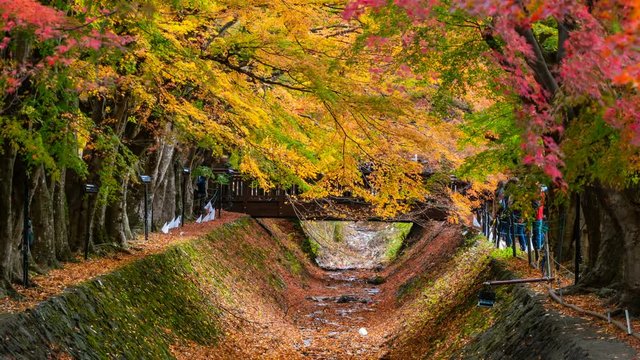 Timelapse Close Up Shot of Fall Foliage Tunnel in Japan -Zoom Out-