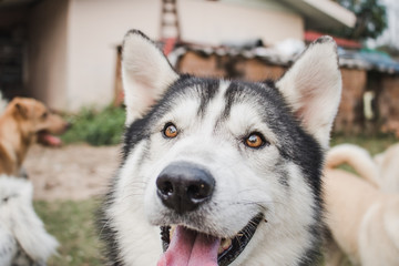 Cute siberian husky lying on green grass.Have fun