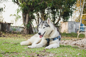 Cute siberian husky lying on green grass.Have fun