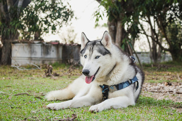 Cute siberian husky lying on green grass.Have fun