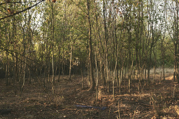 trees green in the forest nature