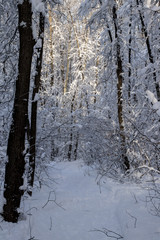 winter forest in snow