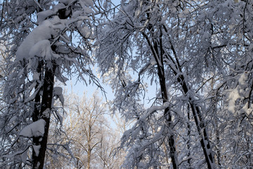 winter forest in snow