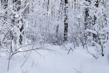 winter forest in snow