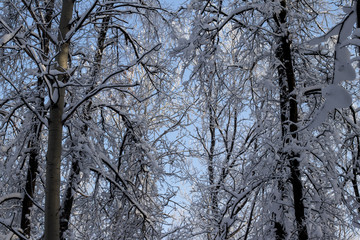 winter forest in snow