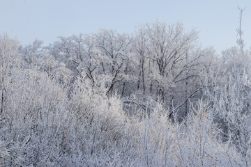 winter forest in snow